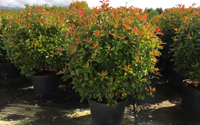 photinia fras. rote robe